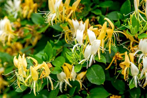 picture of honeysuckle